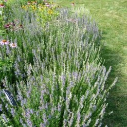 Blue Hyssop (Hyssopus) 13 Blue Hyssop (Hyssopus) -High country gradens blue hyssop minneapolis botanical gardens 2