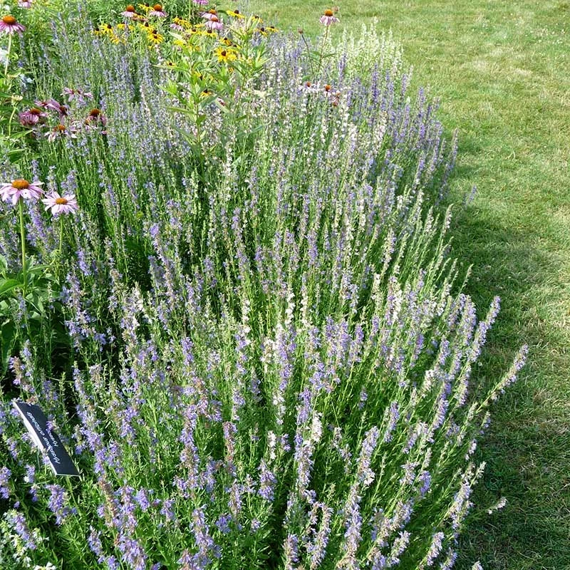 Blue Hyssop (Hyssopus) 8 Blue Hyssop (Hyssopus) - Image 6