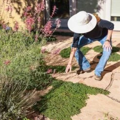 Blue Reflection® Veronica 7 Blue Reflection® Veronica -High country gradens blue reflections ava salman 2