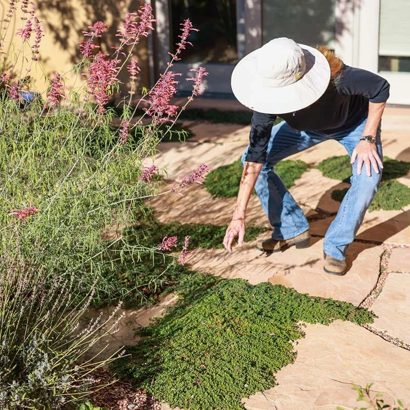 Blue Reflection® Veronica 5 Blue Reflection® Veronica - Image 3