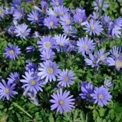 Rock Garden Bulb Collection -High country gradens blue shades anemone
