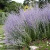 Blue Spire Russian Sage -High country gradens blue spire russian sage 1