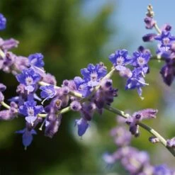 Blue Spire Russian Sage -High country gradens blue spires russian sage 2 1