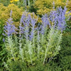 Blue Spire Russian Sage -High country gradens blue spires russian sage 3
