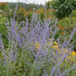 Blue Spire Russian Sage -High country gradens blue spires russian sage 4