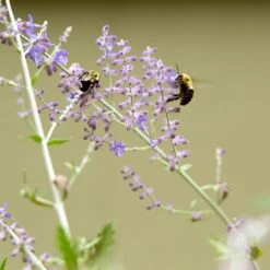 Blue Spire Russian Sage -High country gradens blue spires russian sage 5