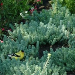 Blue Spruce Sedum 10 Blue Spruce Sedum -High country gradens blue spruce sedum 3 1