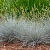 Blue Whiskers Fescue Grass 1 Blue Whiskers Fescue Grass -High country gradens blue whiskers fescue grass 1