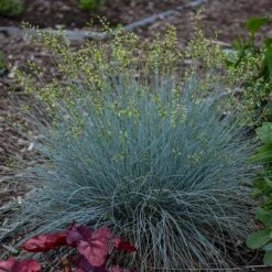 Blue Whiskers Fescue Grass -High country gradens blue whiskers fescue grass 2