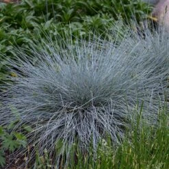 Blue Whiskers Fescue Grass -High country gradens blue whiskers fescue grass 3