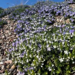 Blue Woolly Veronica -High country gradens blue woolly veronica 3