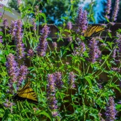 Blue Boa Agastache -High country gradens blue boa agastache sq1