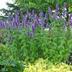 Blue Boa Agastache -High country gradens blue boa agastache sq2