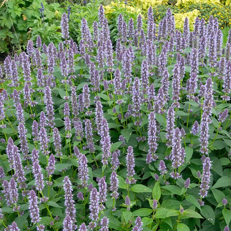 Blue Fortune Agastache 5 Blue Fortune Agastache - Image 3