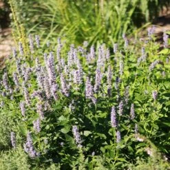 Blue Fortune Agastache 13 Blue Fortune Agastache -High country gradens blue fortune sq 1