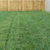 Bella™ Bluegrass Grass Plugs -High country gradens blue grass bella 79200 1 web 1