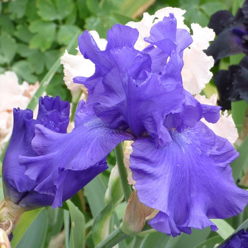 Blueberry Bliss Bearded Iris 4 Blueberry Bliss Bearded Iris - Image 2