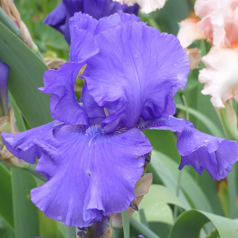 Blueberry Bliss Bearded Iris 3 Blueberry Bliss Bearded Iris