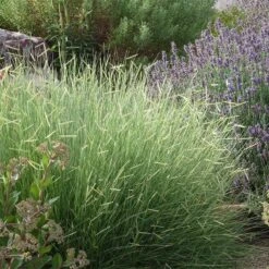 Colorado Perennial Collection -High country gradens bouteloua blonde ambition 3