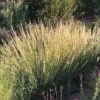 Sideoats Grama Grass -High country gradens bouteloua curtipendula side oats