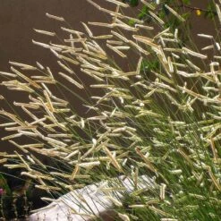 Blonde Ambition Blue Grama Grass -High country gradens bouteloua gracilis blonde ambition 1