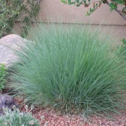 Blonde Ambition Blue Grama Grass -High country gradens bouteloua gracilis blonde ambition 2