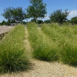 Blonde Ambition Blue Grama Grass -High country gradens bouteloua gracilis blonde ambition 3
