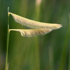 Blonde Ambition Blue Grama Grass -High country gradens bouteloua gracilis blonde ambition seedhead