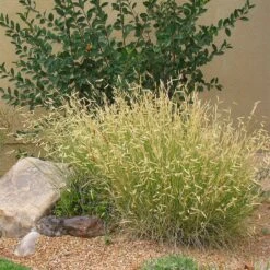 Blonde Ambition Blue Grama Grass -High country gradens bouteloua blonde ambition in landscape 1