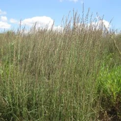 High country gradens -High country gradens bouteloua curtipendula sideoats grama grass