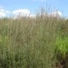 Grama Grass Collection -High country gradens bouteloua curtipendula sideoats grama grass 1