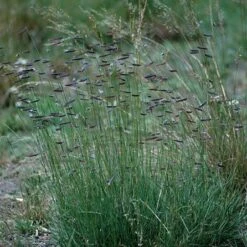 Hachita Blue Grama Grass Plugs -High country gradens bouteloua gracilis hachita3 1