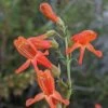 Bridges' Penstemon -High country gradens bridges beardtongue 1