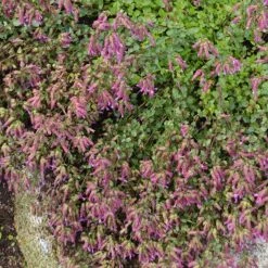 Bristol Cross Oregano -High country gradens bristol cross oregano