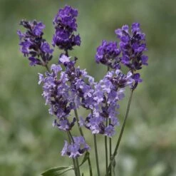 Buena Vista English Lavender -High country gradens buena vista english lavender cutflowers