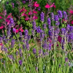 Buena Vista English Lavender -High country gradens buena vista english lavender wwg