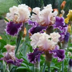 Desert Sky Bearded Iris Collection 13 Desert Sky Bearded Iris Collection -High country gradens but darling sq