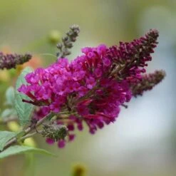 Buzz® Hot Raspberry Butterfly Bush (Buddleia) -High country gradens butterfly bush hot raspberry flower 1