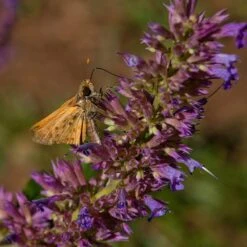 Blue Blazes Agastache -High country gradens butterfly on blue blazes hyssop