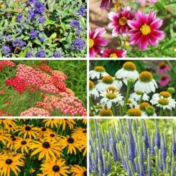 Butterfly Paradise Pre-Planned Cottage Garden -High country gradens butterfly collage