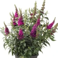 Buzz® Hot Raspberry Butterfly Bush (Buddleia) -High country gradens buzz hot raspberry butterfly bush buddleia container 1