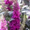 Buzz® Hot Raspberry Butterfly Bush (Buddleia) -High country gradens buzz hot raspberry butterfly bush buddleia flower 2