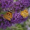 Buzz® Midnight Butterfly Bush (Buddleia) -High country gradens buzz midnight butterfly bush buddleia purple