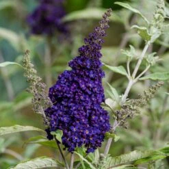 Buzz® Midnight Butterfly Bush (Buddleia) -High country gradens buzz midnight butterfly bush credit planthaven 2