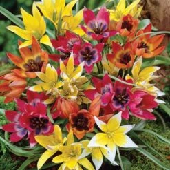 Wildflower Tulip Mix -High country gradens c0154 tulipa tarda mix