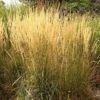 Karl Foerster Feather Reed Grass -High country gradens calamagrostis acutiflora karl foerster grass 3