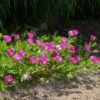 Purple Poppy Mallow (Callirhoe) -High country gradens callirhoe involucrata backlighting 3