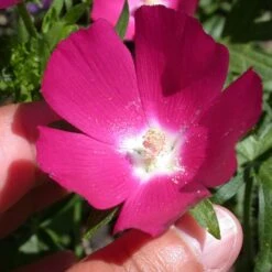 Purple Poppy Mallow (Callirhoe) -High country gradens callirhoe involucrata 1