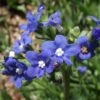 Cape Forget-Me-Not (Anchusa) -High country gradens cape forget me not 1