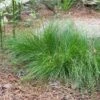 Appalachian Sedge -High country gradens carex appalachica hoffman cropped 2 2